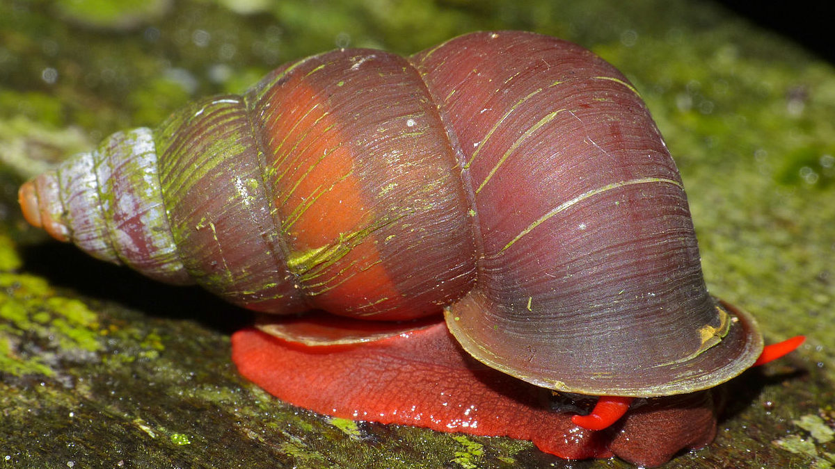 red_land_snail