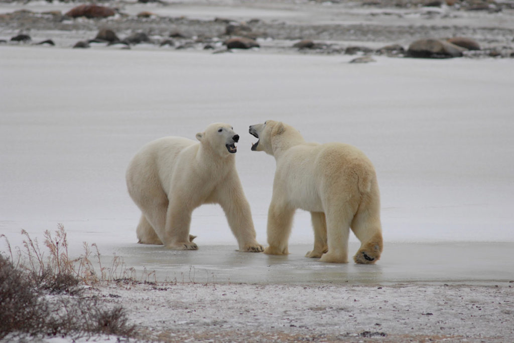 News-Image-Courtesy-of-A.E.-Derocher-Polar-Bear-1