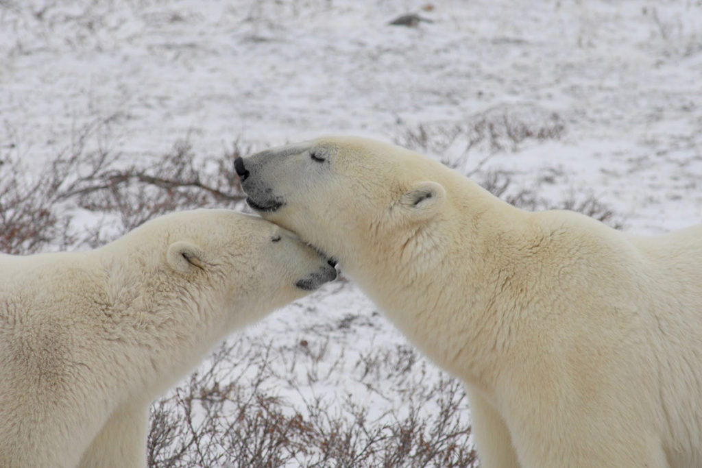 News-Image-Courtesy-of-A.E.-Derocher-Polar-Bear-2