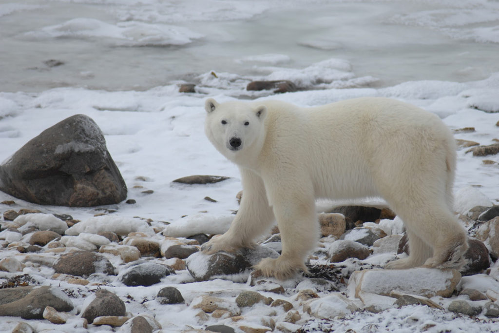 News-Image-Courtesy-of-A.E.-Derocher-Polar-Bear-3