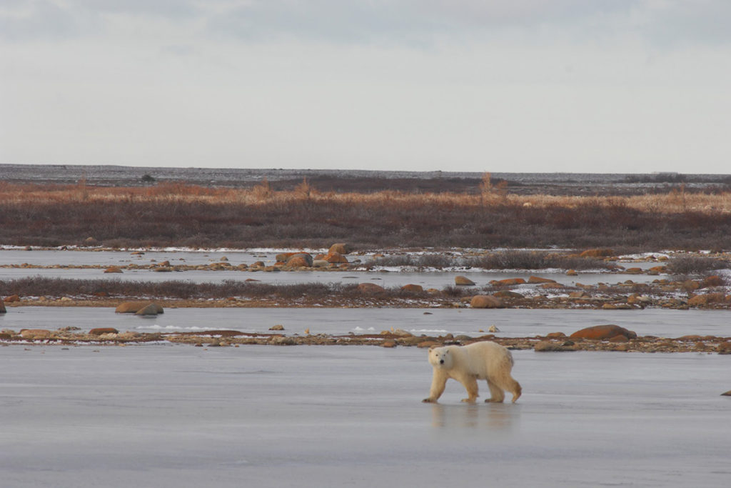 News-Image-Courtesy-of-A.E.-Derocher-Polar-Bear-4