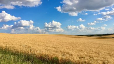Wheat farm in rural Alberta, photo by five2seven